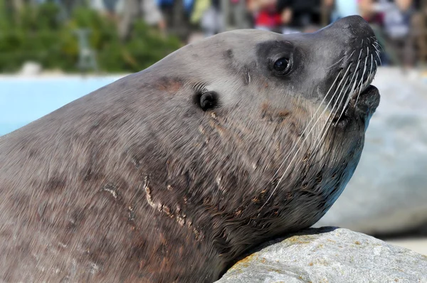 Stående Stellers sjölejon — Stockfoto