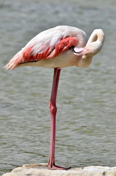Flamingo in Teichnähe — Stockfoto