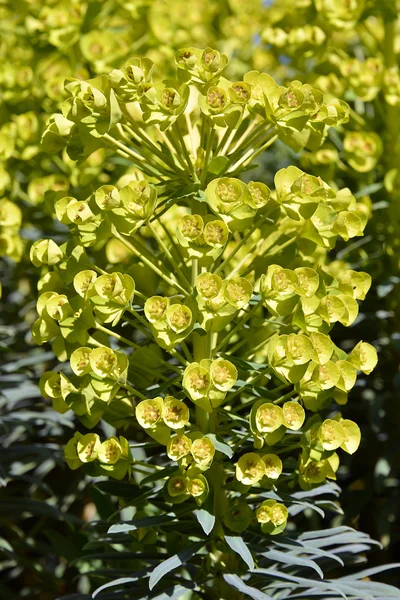 Euphorbia griffithii — Stockfoto