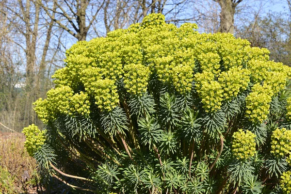 Euphorbia griffithii — Stock Photo, Image