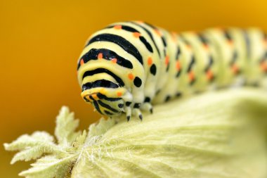 Caterpillar of swallowtail clipart