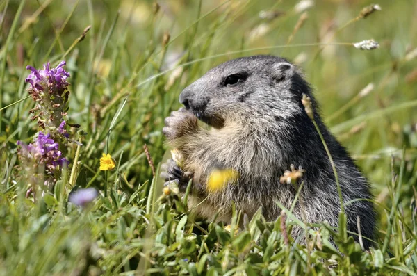 Alpine marmot eating flower — Stock Photo, Image