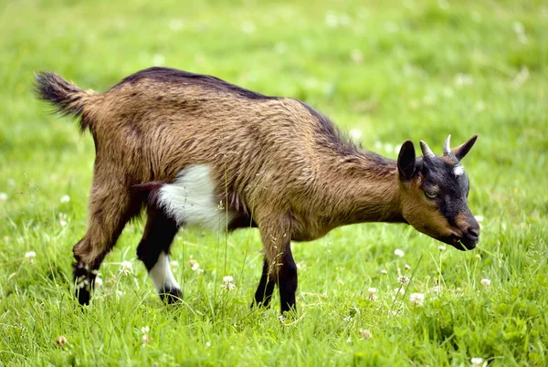 Brown juvenile goat on grass — Stock Photo, Image