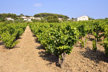 Fransa'da Le Castellet bağ