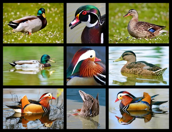 Photos mosaic of ducks — Stock Photo, Image