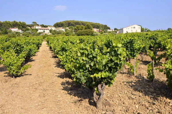 Wijngaard van Le Castellet In Frankrijk — Stockfoto