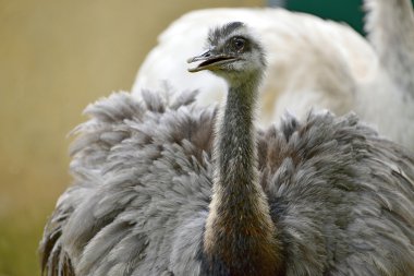 Closeup büyük Rhea
