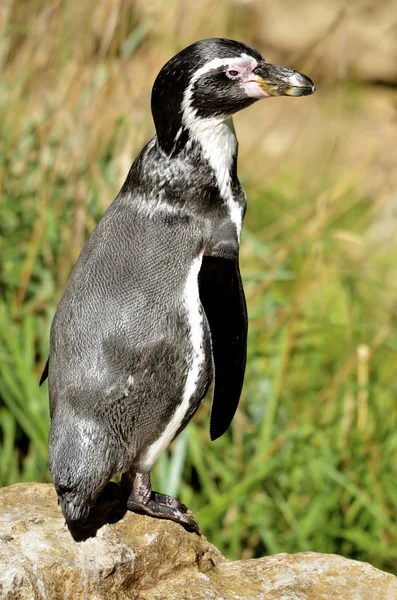 Humboldt pengueni ayakta — Stok fotoğraf