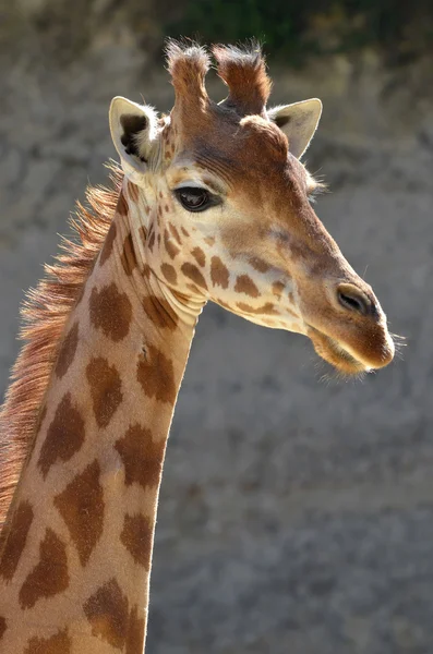 Портрет giraffe — стокове фото