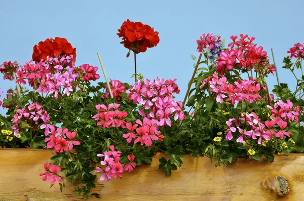 Red geranium flowers — Stock Photo, Image