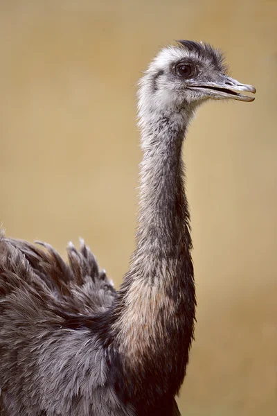 Profile portrait of Greater Rhea — Stock Photo, Image