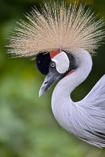 Closeup Zwarte kroonkraan — Stockfoto