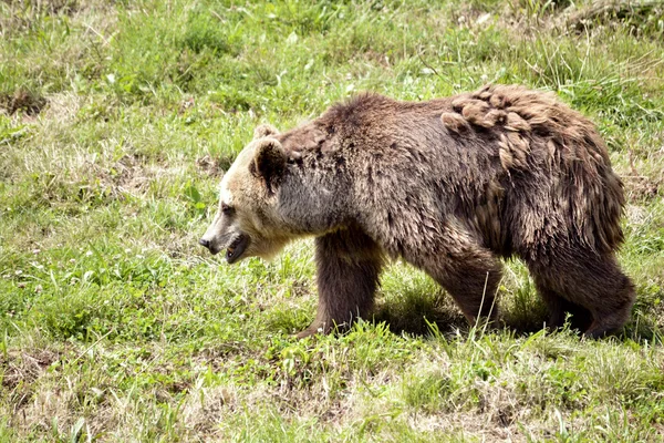 Brown bear walking — Stock Photo, Image