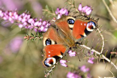 Avrupa tavuskuşu kelebek