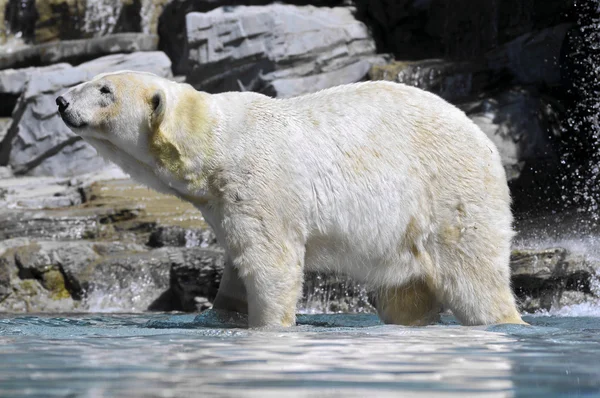 Closeup polar urso as pernas na água — Fotografia de Stock