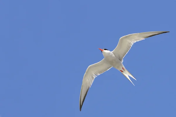 Common tern in flight — Stock Photo, Image