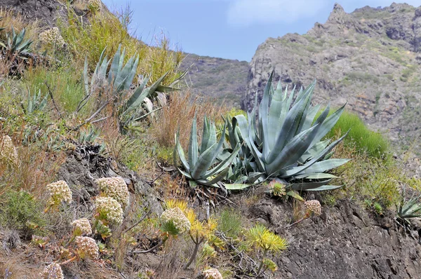 Agaves on the island of Tenerife — Stock Photo, Image