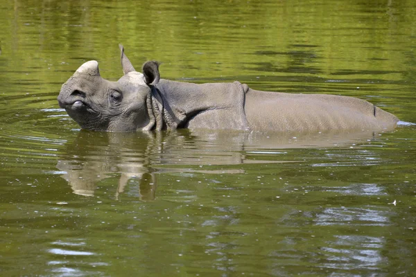 Indisches Nashorn im Wasser — Stockfoto