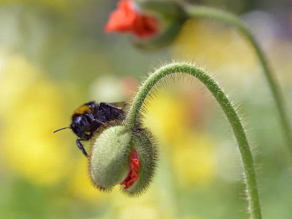 Bumblebee on bud of poppy — Stock Photo, Image
