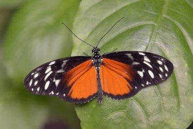 Kaplan Longwing kelebek yaprak üzerinde