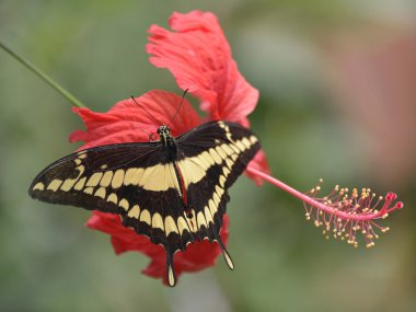 Kral Swallowtail kelebek çiçek