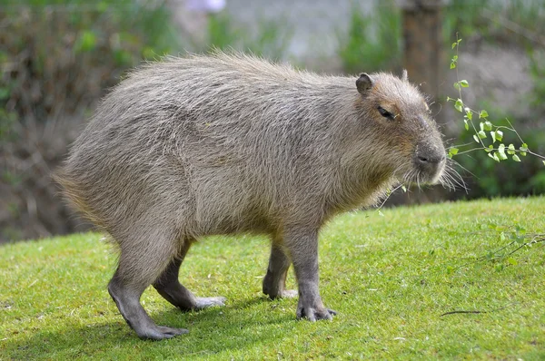 Capybara on grass — Stock Photo, Image