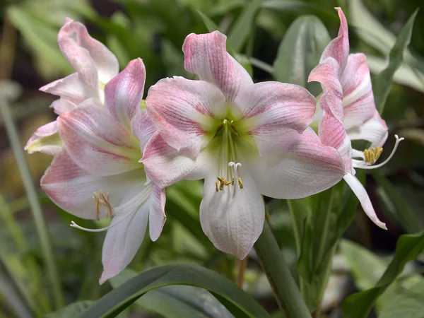 White and pink lilium flowers — Stock Photo, Image