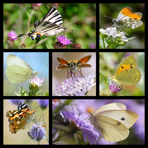 Multiple photos mosaic of butterflies