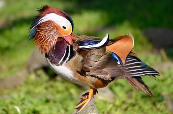 Male mandarin duck on rock — Stock Photo, Image