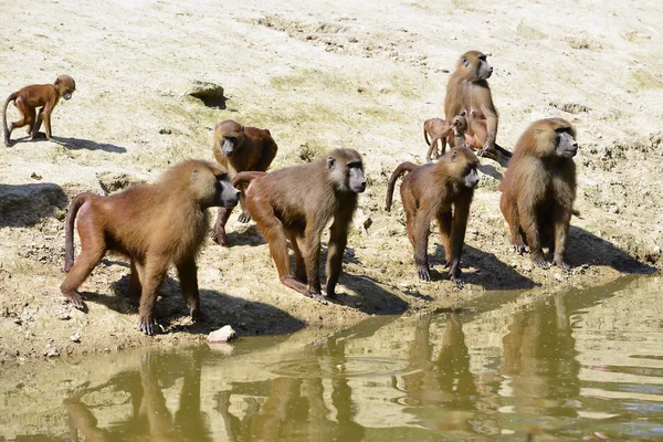 Groep bavianen — Stockfoto