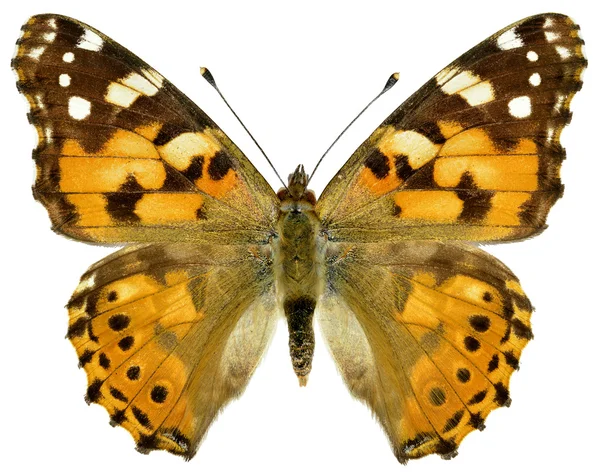 Motyl na białym tle painted lady — Zdjęcie stockowe