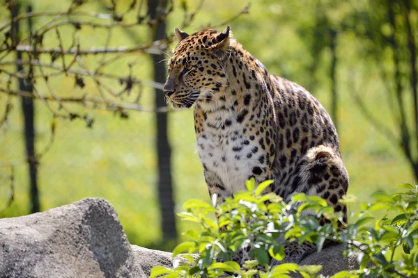 Closeup leopard in the vegetation — Stock Photo, Image