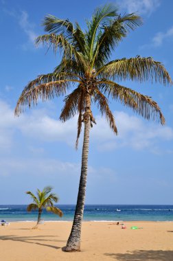 Tenerife, plajda palmiye ağacı