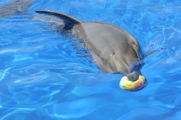 宽吻海豚在嘴里的球 — 图库照片