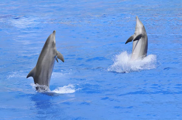 Delfines de pie sobre el agua — Foto de Stock