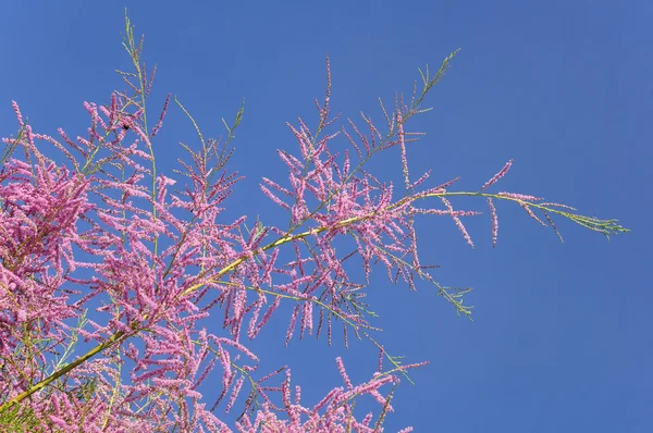 Albero Tamarisk fioritura — Foto Stock