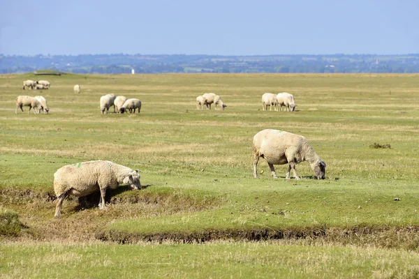 Owce słone łąki — Zdjęcie stockowe