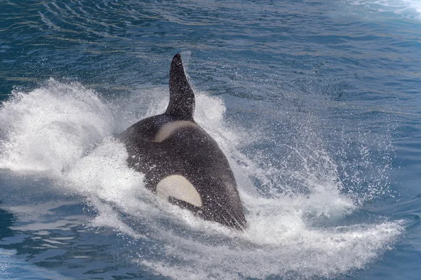 Ballena asesina nadando rápido — Foto de Stock