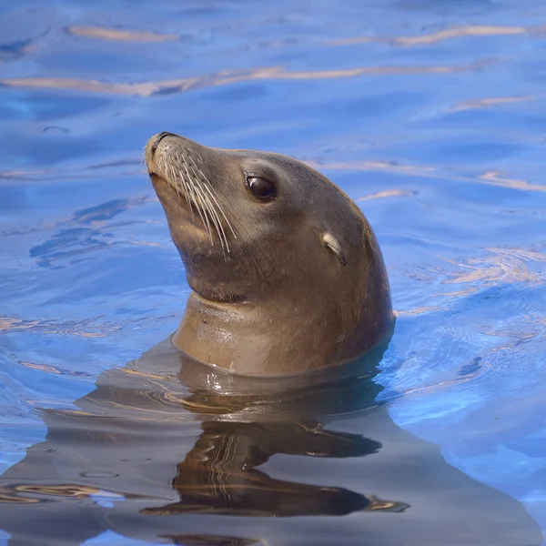 Portrait California Sea Lion — Stockfoto