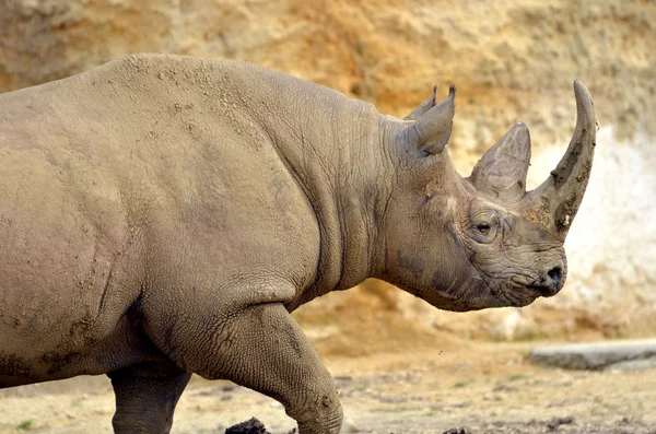 Closeup black rhinoceros — Stok fotoğraf