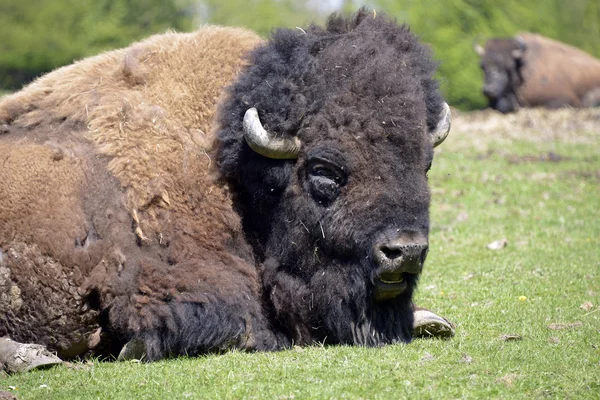 Portrait American bison — Stok fotoğraf