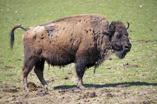 Bisonte americano sobre hierba —  Fotos de Stock