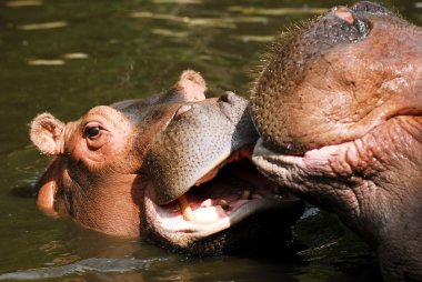 Young hippopotamus in water