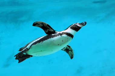 su altında Humboldt pengueni