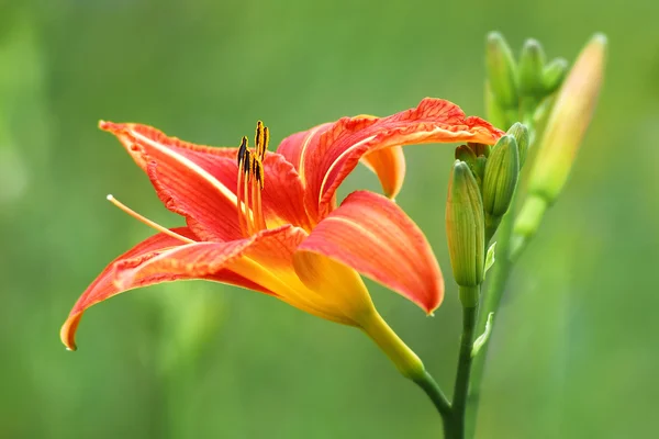 Orange daylily — Stock Photo, Image