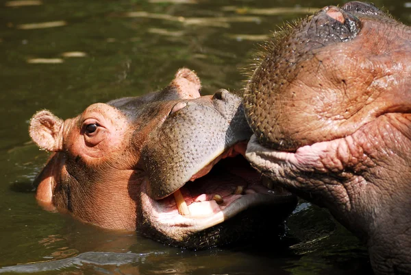 Young hippopotamus in water — Zdjęcie stockowe