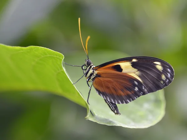 Nymphalidae butterfly on leaf — 图库照片