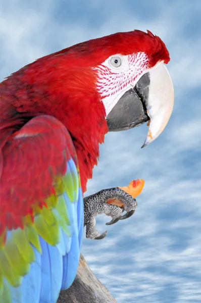 Retrato Guacamayo escarlata comiendo zanahoria — Foto de Stock