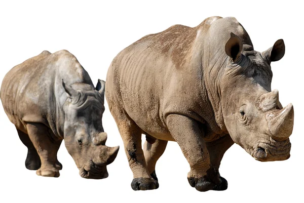 Isolated two white rhinoceros — Stok fotoğraf