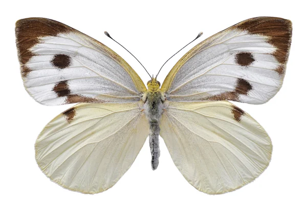 Isoliert großer weißer Schmetterling — Stockfoto